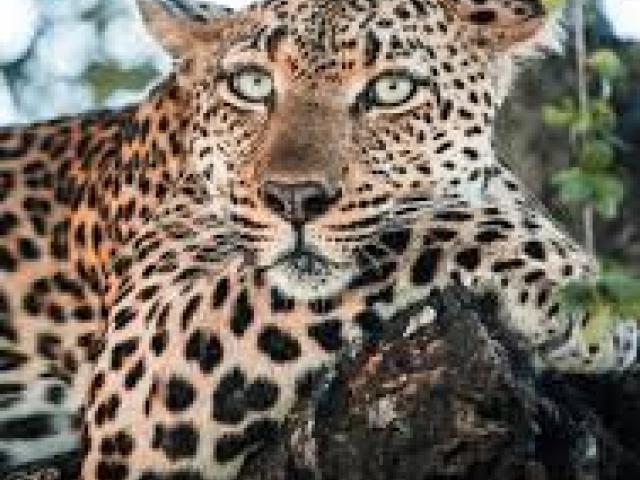 South Africa Wild Serenity															