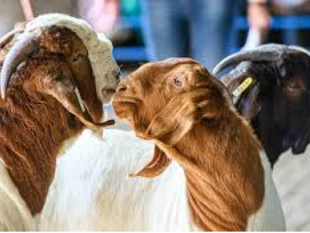 Royal Agricultural Exhibition