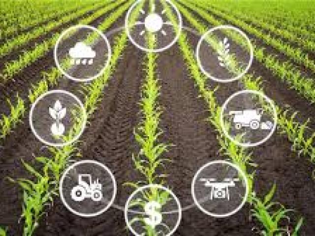 Digitization and Innovation in Agriculture and Rural Development 2025